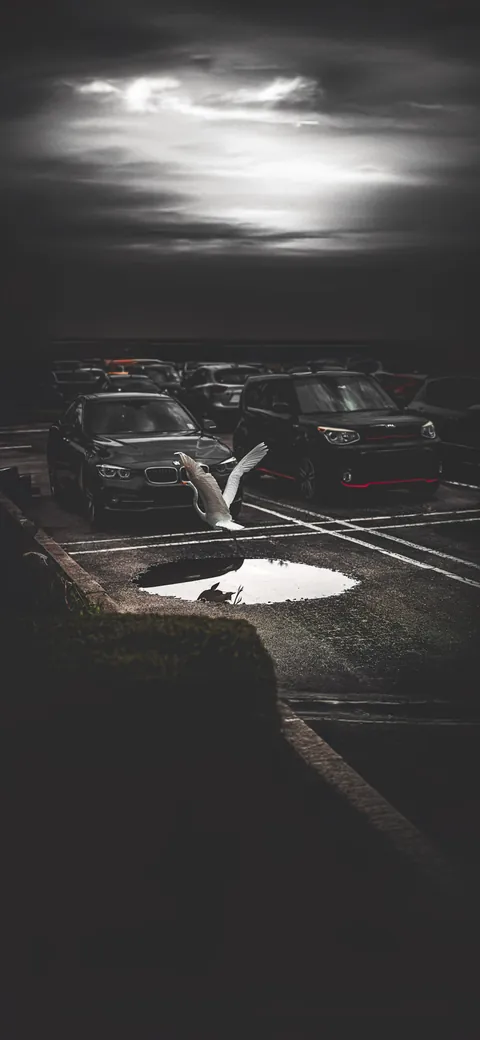 Wallpapers — Pba Bird Wallpaper